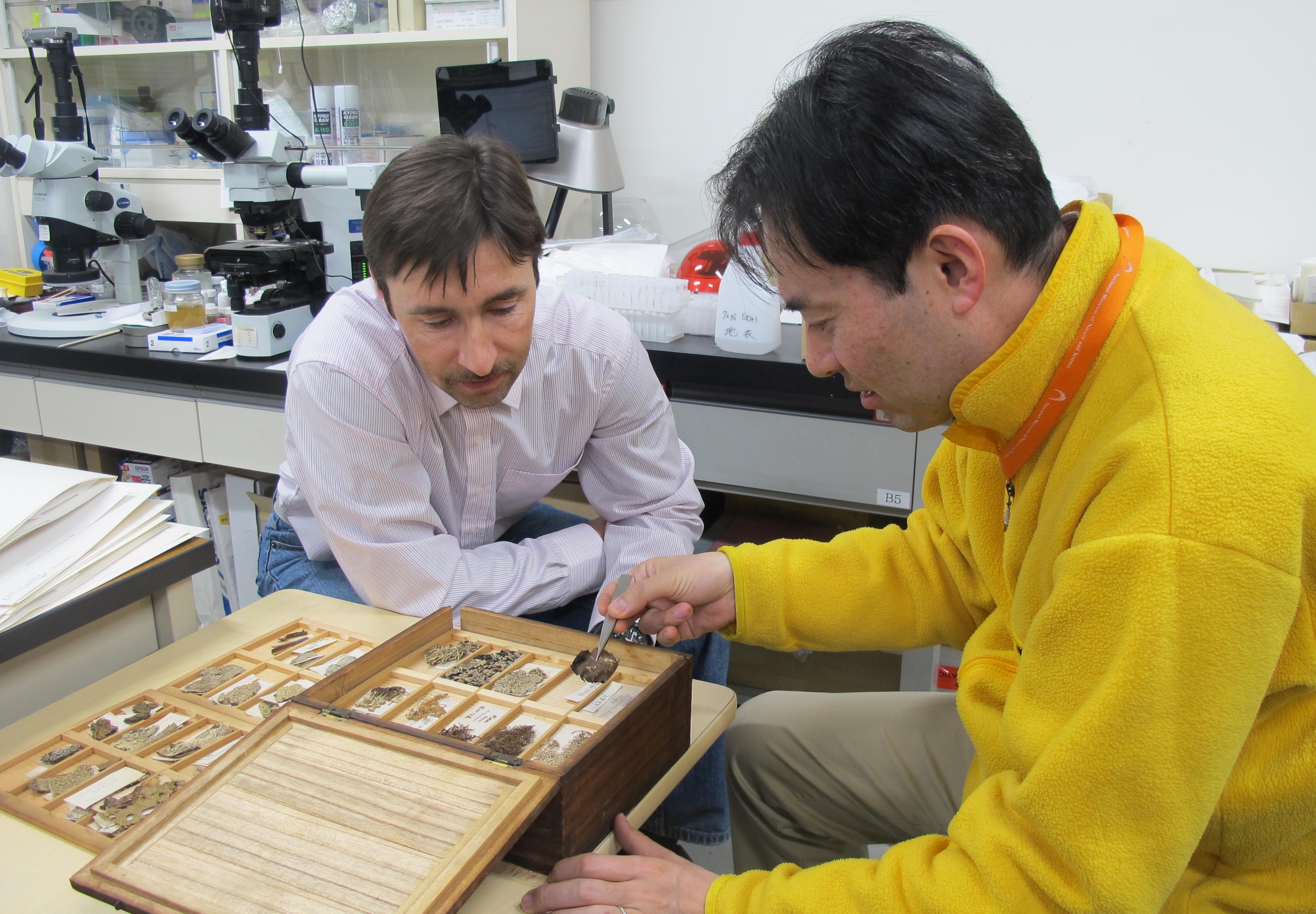 Ботанический проект барнаульских ученых получил финансовую поддержку РФФИ и Японского общества продвижения науки