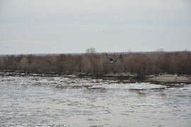 Ледоход на Оби в районе речного вокзала Ледоход на Оби в районе речного вокзала