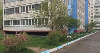 В Барнауле высаживают миндаль