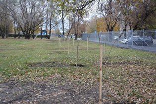 Молодые липы и саженцы орешника высаживают в зеленых уголках Ленинского района Барнаула