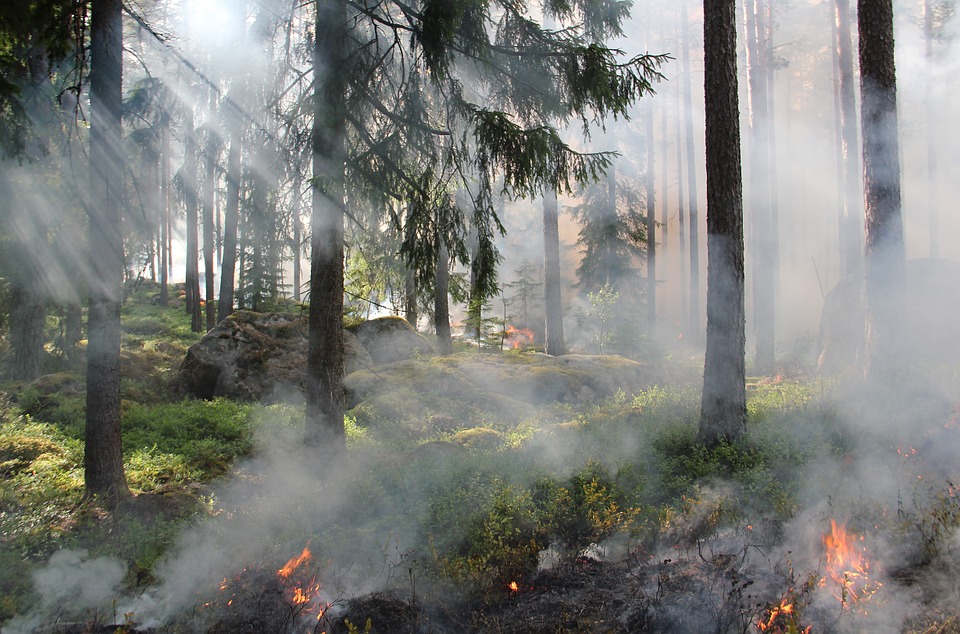 Сегодня в Барнауле пройдет акция «Чистый лес – территория без огня»