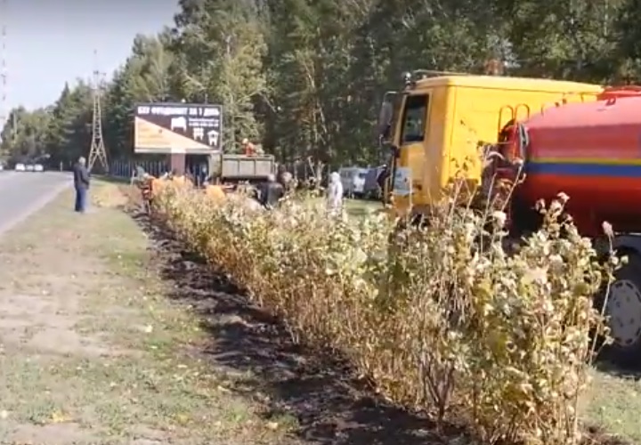 Более 20 уголков планируют озеленить в Барнауле за осень