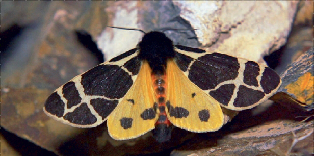 Ученые из Барнаула нашли на Алтае шесть новых для России видов бабочек