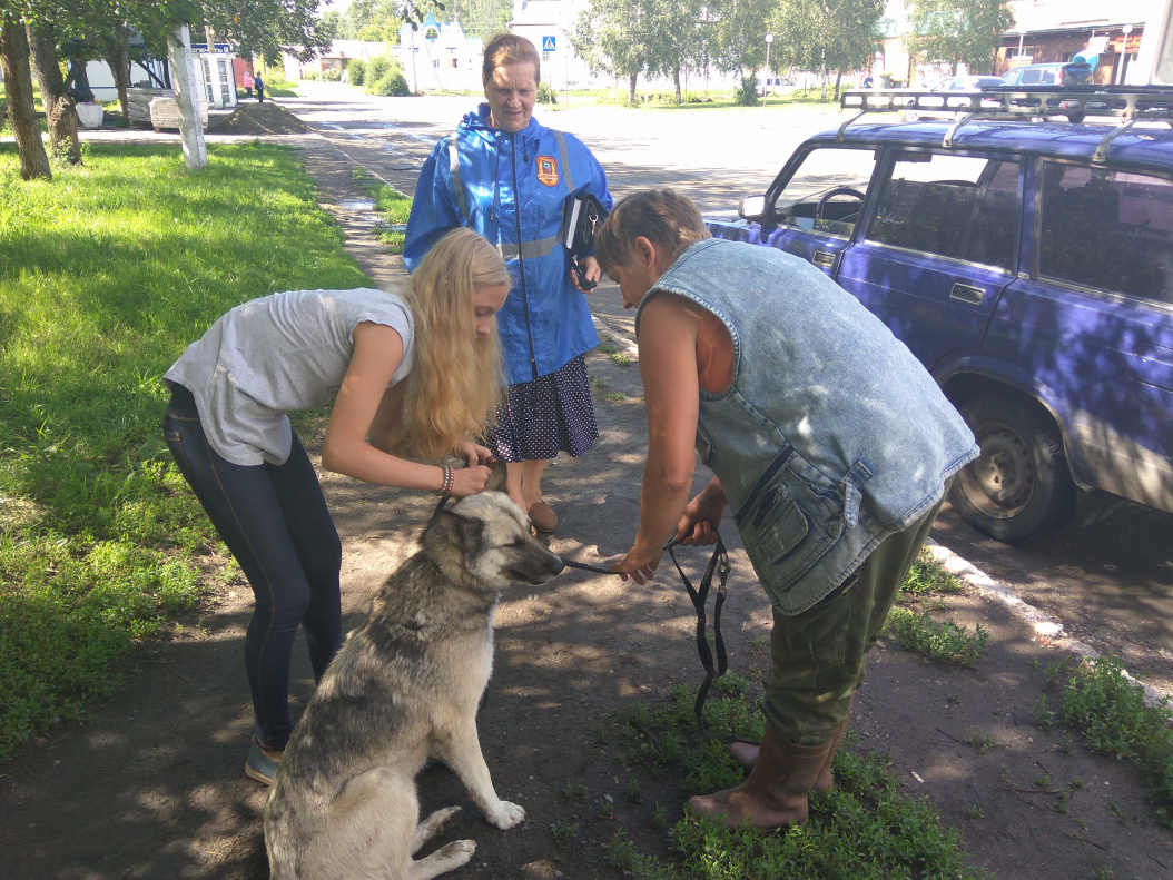 В поселке Научный Городок бездомным собакам помогут найти хозяев