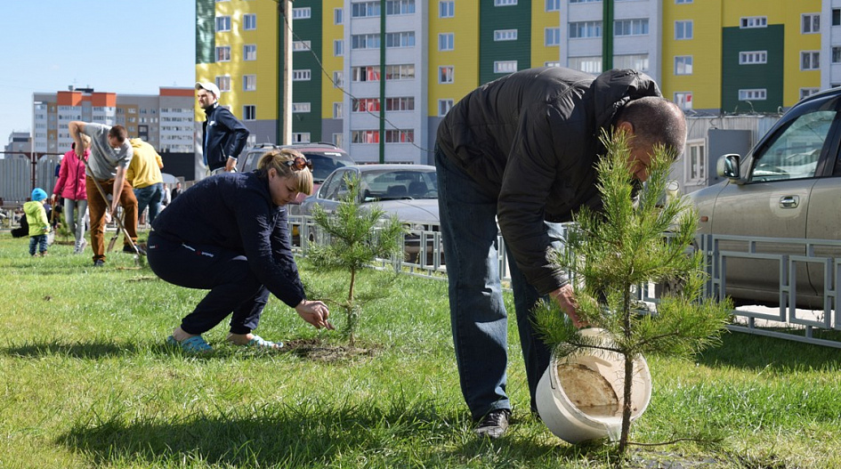 Посадка деревьев от многоквартирного дома Посадка деревьев от многоквартирного дома