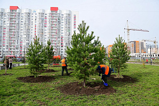 Более 1800 новых деревьев будет высажено в Барнауле в этом году 