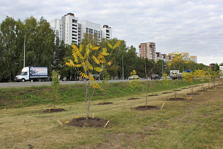 На Павловском тракте в Барнауле высадили молодые деревья