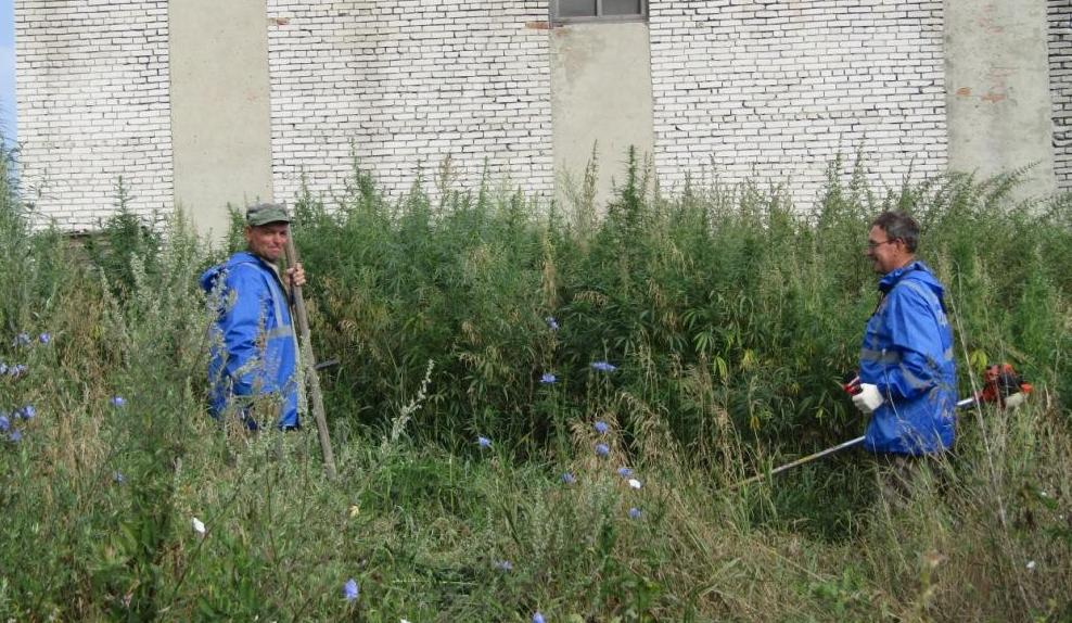 В барнаульском селе Власиха уничтожили почти четыре сотки конопли