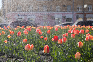 45 тысяч тюльпанов расцветут будущей весной на барнаульских клумбах