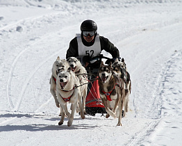 «Алтайская зимовка»: в Барнауле впервые пройдет фестиваль северных ездовых собак