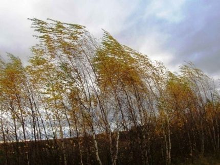 На 28 октября в Алтайском крае объявлено штормовое предупреждение из-за ветра