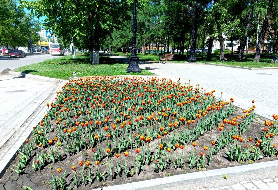 На территории Ленинского района приступили к высадке цветочной рассады 