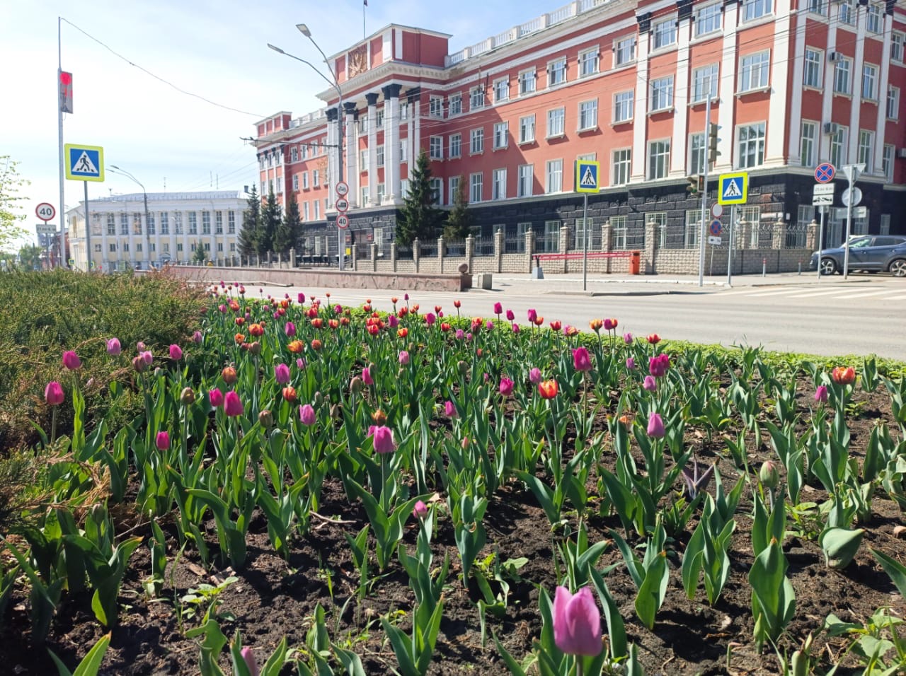Живое украшение города: в Барнауле продолжается посадка цветов 