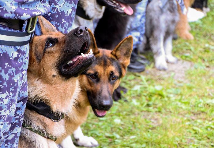 Барнаульцам расскажут о подвигах собак во время Великой Отечественной войны