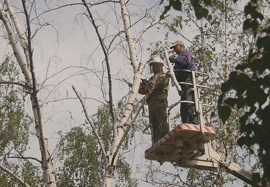 Около 60 сухостойных деревьев убрали на прошлой неделе в Барнауле