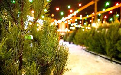 На территории Индустриального района планируется размещение елочных базаров