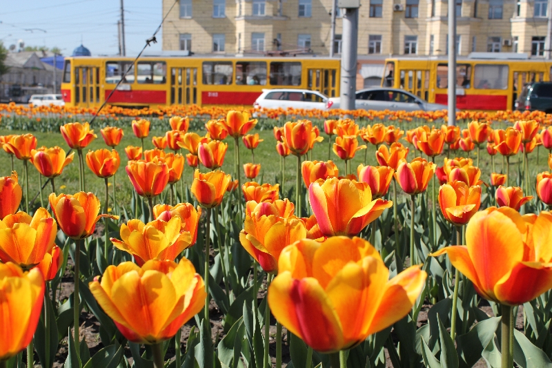Около полумиллиона цветов высадят в Барнауле