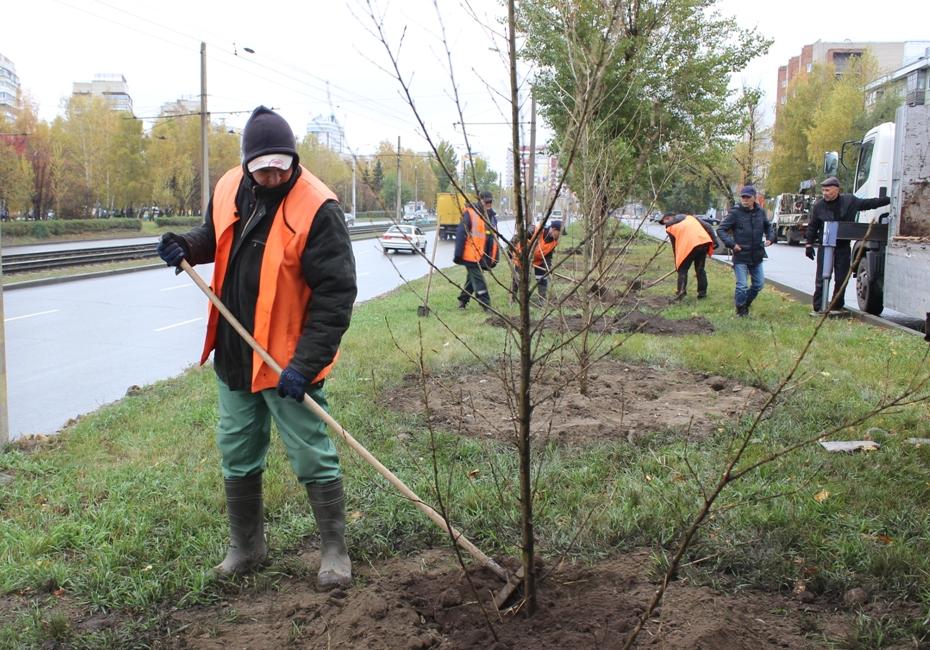 В Барнауле осенью высадят более тысячи кустарников и 333 дерева