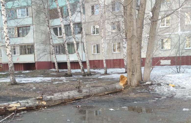 Следователями выясняются обстоятельства падения дерева по Павловскому тракту, 136, повлекшее гибель мужчины