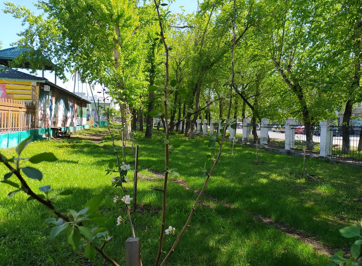 В барнаульском парке «Солнечный ветер» появилась яблоневая аллея