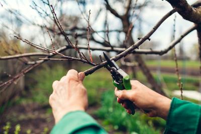 О порядке организации работ по обрезке и сносу деревьев проинформируют  17 мая специалисты Власихинской сельской администрации