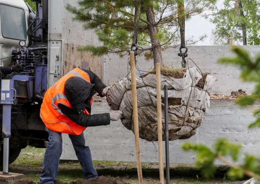 В Барнауле продолжают восстановительные посадки деревьев взамен неприжившихся раньше