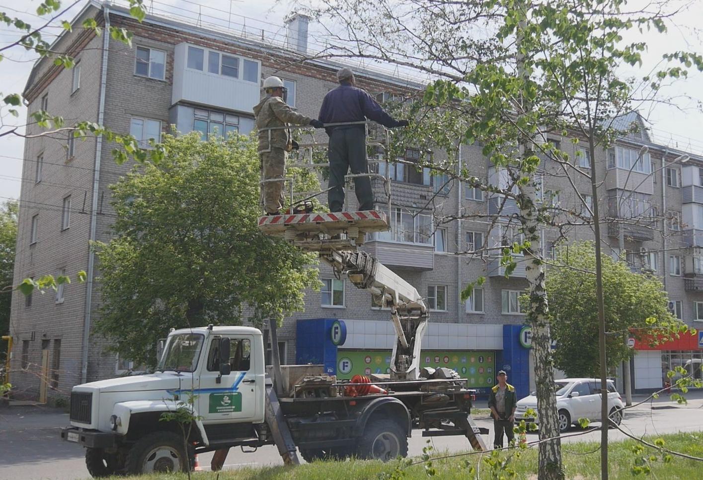 В Барнауле приступили к сносу сухостойных деревьев 