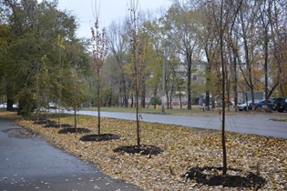 В Ленинском районе Барнаула продолжают высадку крупномеров и работы по благоустройству 