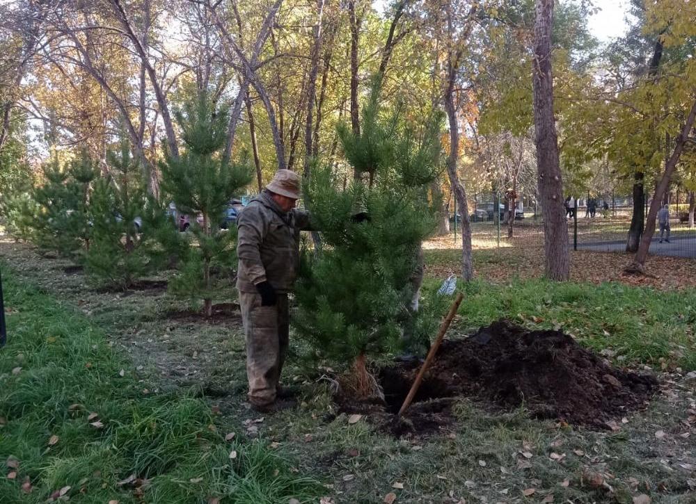 На территории Железнодорожного района высадили молодые сосны 