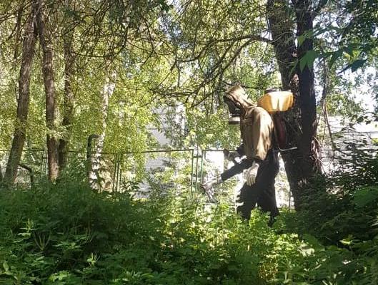 В Барнауле уничтожат дикорастущую коноплю на территориях общей площадью в 22 гектара