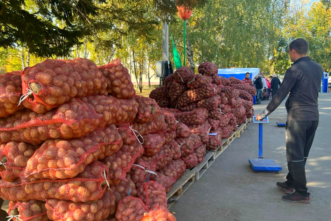 На очередной продовольственной ярмарке в Октябрьском районе было продано более 18 тонн картофеля 