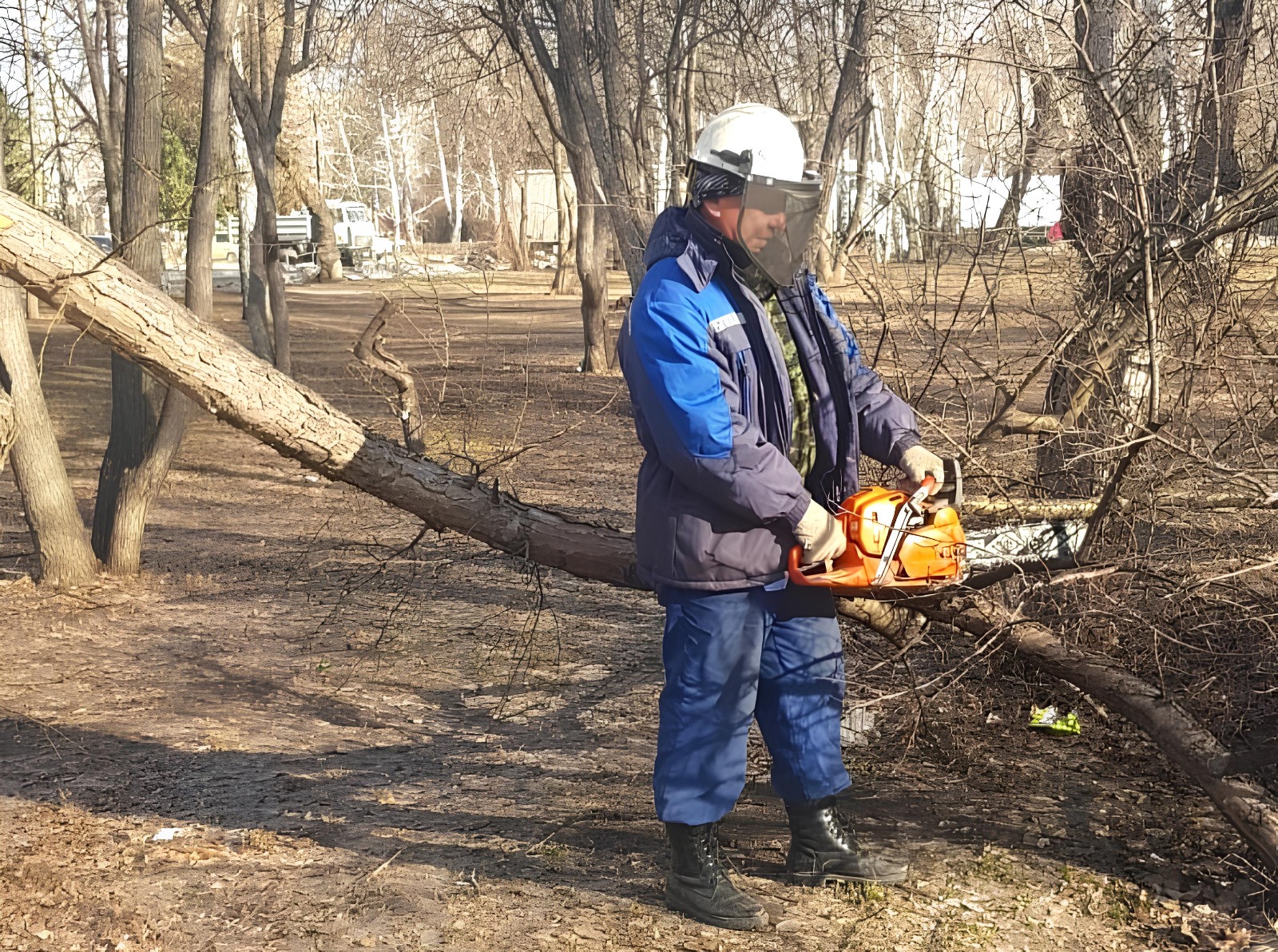 В Барнауле продолжают убирать аварийные деревья