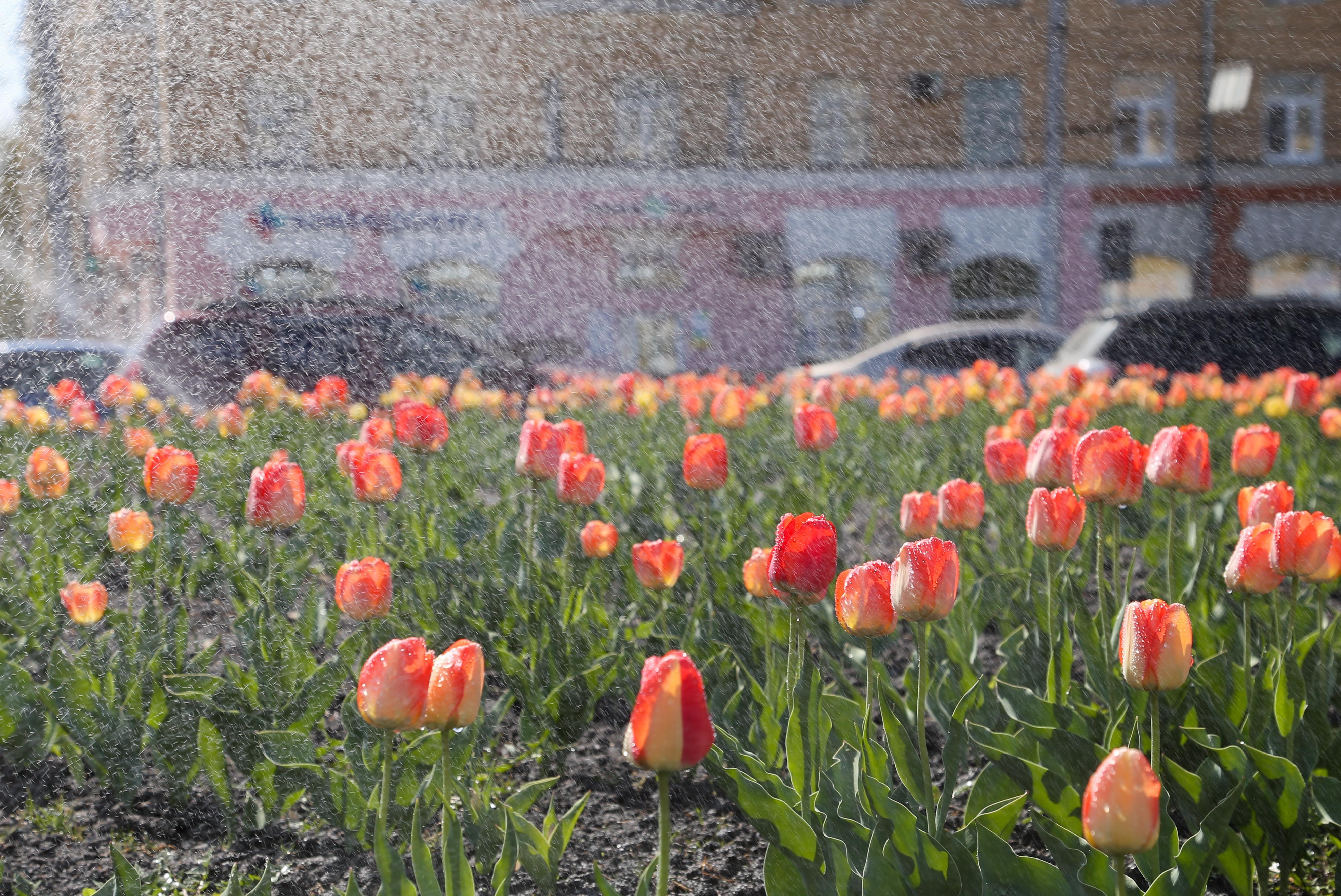 Расцвели тюльпаны ярко песня. А В парках городских тюльпаны расцвели. 1000 Тюльпанов. Тюльпанчики расцветают днем. 5 Тыс тюльпанов.