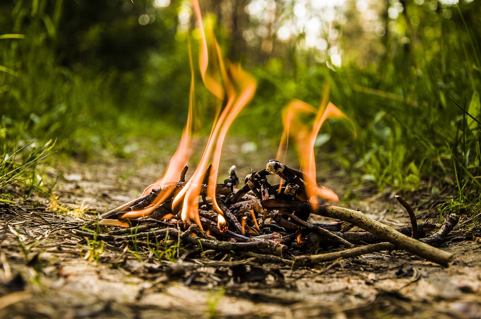 Минприроды Алтайского края напоминает о пожарной опасности в лесах