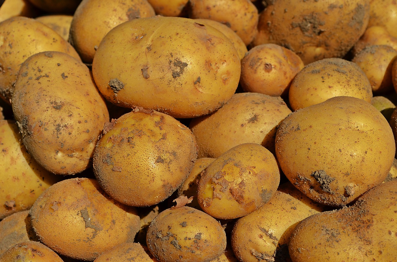 106,5 тонн картофеля приобрели барнаульцы на субботних ярмарках 25 сентября