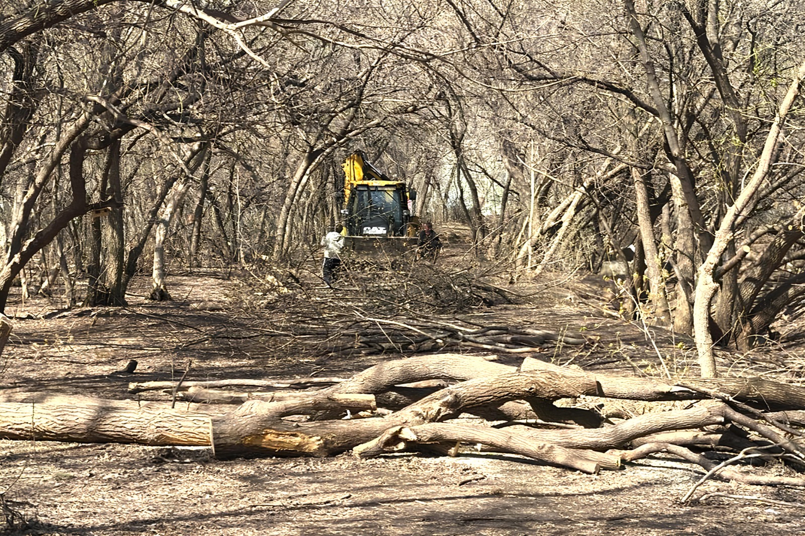 В Барнауле на территории парка имени Ленина ведутся работы по планировке и сносу аварийных деревьев