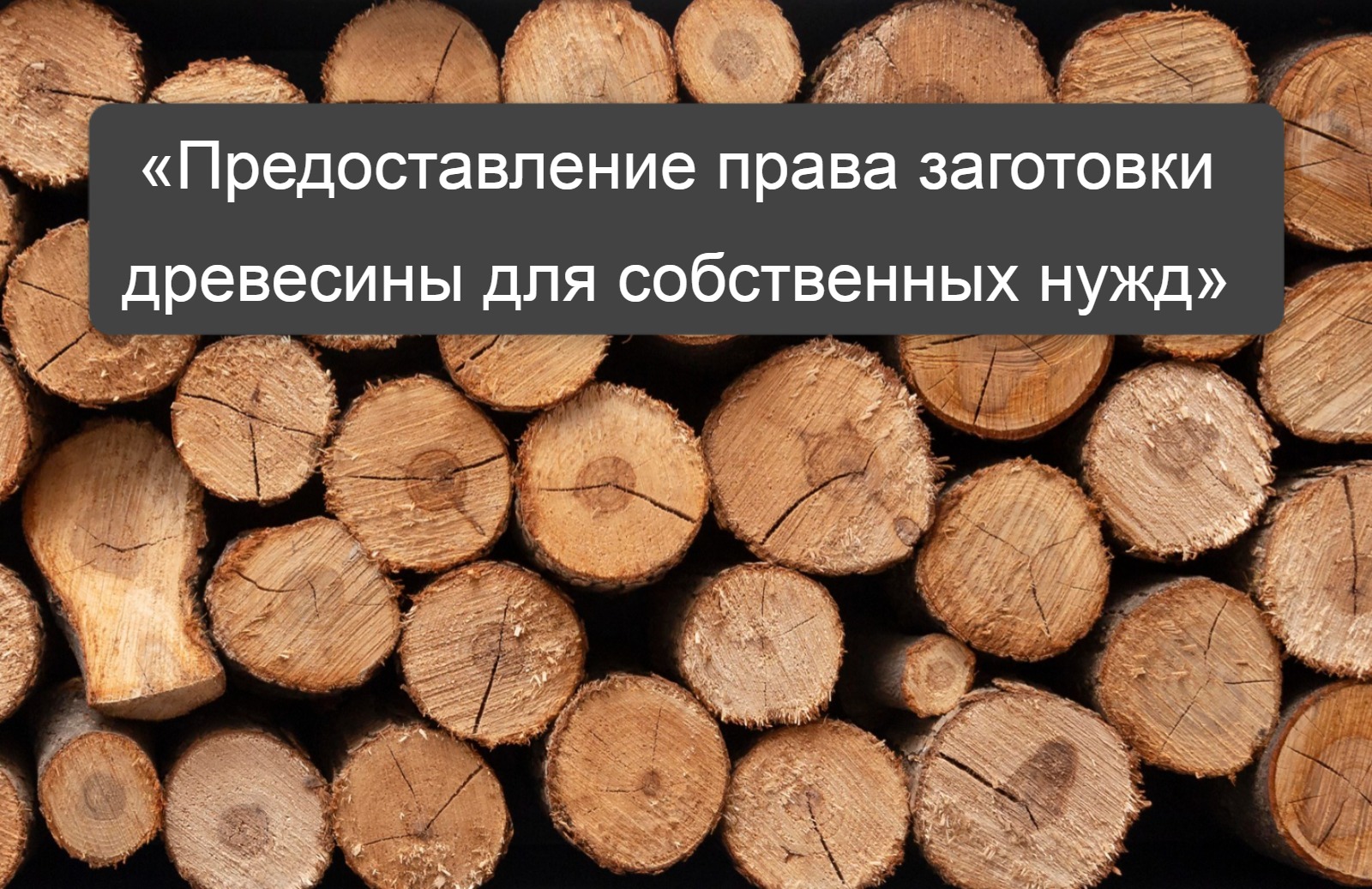 Муниципальную услугу «Предоставление права заготовки древесины для собственных нужд» можно получить на Едином портале госуслуг