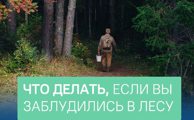Барнаульцам рассказали как вести себя, если заблудились в лесу