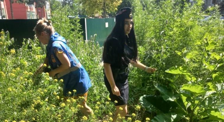 В Ленинском районе провели рейд по уничтожению дикорастущей конопли