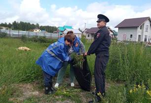 В Ленинском районе Барнаула обнаружили и уничтожили очаг дикорастущей конопли 