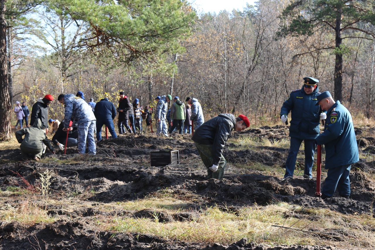 Больше двух тысяч молодых сосен высадили в Барнаульском лесничестве