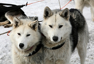 На Барнаульском ипподроме пройдут любительские гонки лыжников на собаках