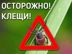 Барнаульцам напоминают о мерах профилактики в связи с активностью клещей