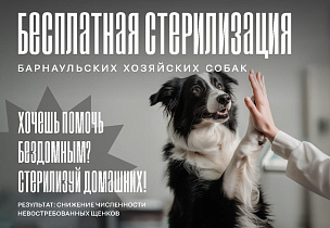 В Барнауле приют «Ласка» начал прием заявок на бесплатную стерилизацию собак в рамках гранта 