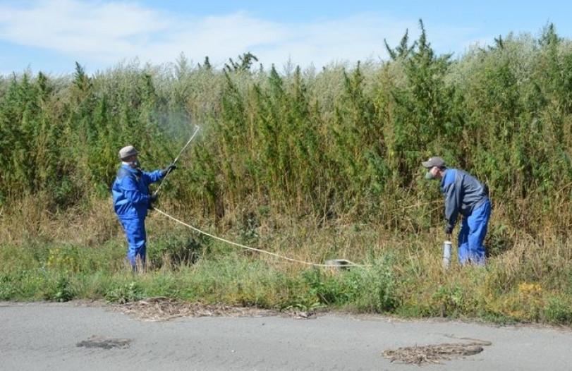25 гектаров дикорастущей конопли уничтожат в Барнауле летом