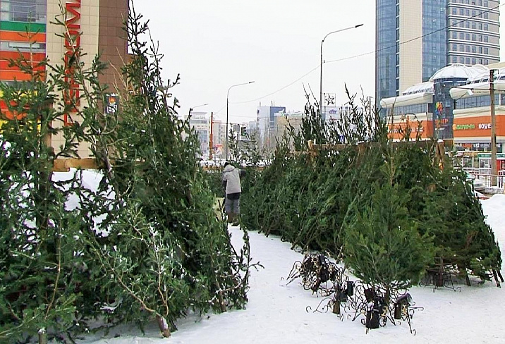 Елочные базары начинают активную работу в Барнауле с 15 декабря