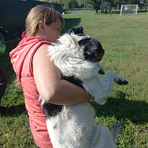 В Барнауле регулярно проходят профилактические рейды по отлову бродячих собак