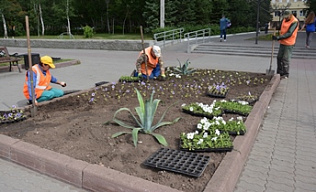 В Барнауле на площади Мира посадили цветы и кедры