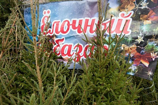 В Барнауле заработали 50 торговых точек по продаже хвойных деревьев