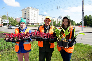 Более 150 тысяч цветов уже высажено в Барнауле